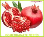 Countgreen Plus Pomegranate Fruit Seed, 10 Per Packet