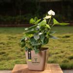 Yours Plants Anthurium Flowering Indoor Plant, NASA Approved Air-Purifier in colorful decorative Pot