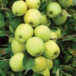Cloud Farm Hybrid Geen Apple Granny Smith Grafted Apple Plant - 200 mm CF731