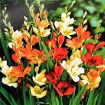 PARYAVARAAN Tritonia | Grow All Season Flower Bulbs | specially for home | Pack of 20 Best bulbs | by PARYAVARAAN