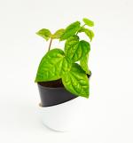India Gardening Betel Leaf Magai Pan Plant With Self Watering Pot