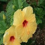 Kapebonavista hibiscus rosa sinensis yellow China Rose Gurhal Dasavala Live Plant