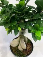 ONLINE PLANT BAZAR CHINA BANYAN TREE/CHINA BOT PLANT(PACK OF-1)