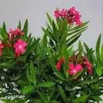 Globalplants karabi/Red Nerium/ oleander flower/karabi flower plant j