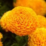 Tamransh Kolkata Orchid Online Marigold High Yield Organic Seeds, 100 Seeds