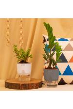 Kyari White and Grey Jade Plant and ZZ Plant with Self Watering Pot 10 x 10 x 20cm (Pack of 2)