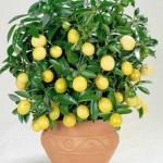 The Entacloo Lemon PlantLebu PlantMN-NT-803