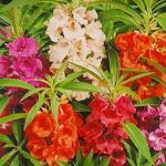 XOLDA Dragon fruit Seed (21 per packet)