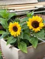 PARYAVARAAN Sunflower Miniature Seeds Summer Flower Seeds for Gardening pack of 50 seeds