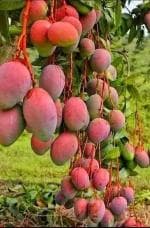 Online Plant Bazar Red Ambika Mango Grafted Live Plant