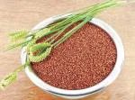 SPS MARKETING Ragi 500g | Kelvaragu | Nachni | Ragulu |Pullu | Aariyam| Maduva | Panji Pullu |Finger Millet