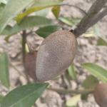 PYANABI GARDEN Long Chikoo /Sapota Thai variety Grafted Plant Naseberry Fresh Short Time Fruit Plant Healthy 17 INCH TEAL PB_030