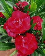 Platone Kaner PlantCaner PlantKaner Plant-22