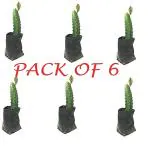 The Entacloo Dragon Fruit Plant