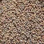 Xetomos Priyangu Seeds Callicarpa Macrophylla 150gm Priyangu Phalini Kanta Shyama Angnapriya Anganapriya Gandhaphali Kanta Phalin Phalini Priyangu Priyanguka Syama Vanita Chimpompil Nalal