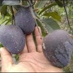 Online Plant Bazar Black Kasturi Mango Grafted Live Plant