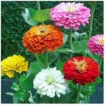MOZETTE Zinnia hybrid Seed (25 per packet)