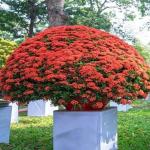Platone Trothic Ixora/Chethi Plant (KH-132)