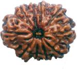 Shivoham 10 Mukhi Rudraksha Nepali Certified Wooden Yantra