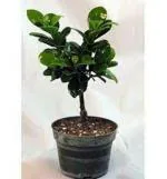 GLOBAL PLANTS CHINA BOT PLANT