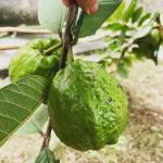 Cloud Farm Hybrid Allahabad Safeda Dwraf Guava Plant - 200 mm CF100281