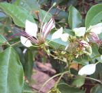 Odiplantz Large garlic pear Live Plant