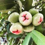 Cloud Farm Syzygium Rose Water Apple Wax Apple Java rose apple Jamrul Fruit Healthy Plant[CF2157]