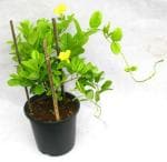 PARYAVARAAN Allamanda Creeper Yellow Flower Live Outdoor Plant With Pot For Home Gardening