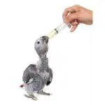 Taiyo Pluss Discovery Bird Hand Feeding Syringe Curve Type For All Birds Chicks (12 ml) (Pack Of 2)