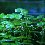 Ashokavanam Pennywort Plant (Hydrocotyle vulgaris)