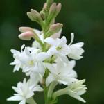 PARYAVARAAN Polianthes TUBEROSA / Tuberose White Flower Bulbs (10 Bulbs Pack) One of The Most Popular Flower Bulbs for Summer Seasons