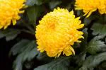 Jignisha Seeds Chrysanthemum Yellow Hybrid Flower Seeds - Pack Of 30
