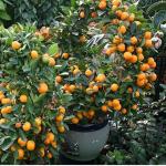 Cloud Farm Rare Bush Orange Dwarf Orange fruit Healthy Layering Plant (1-1.5 Ft Size) CF_1113