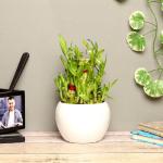 FlowerAura Decorative Three Layer Lucky Bamboo Live Indoor Plant With Premium Metal White Vase Pot For Living Room, Balcony, Table Corner, Office/Home Decoration