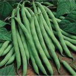 Green World Drought Resistant Pole Beans Selection Amira 50 Seeds (Pack Of 2)