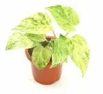 India Gardening Marble Queen Money Plant, Epipremnum aureum
