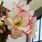 Cloud Farm Hybrid Adenium Plant - 200 mm CF1030
