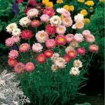 PARYAVARAAN Helichrysum Italicum Plant Flowers Ornamental Seeds Garden [Home Garden Seeds Eco Pack] Plant Seeds pack of 50 seeds