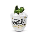 Hillmart Happy Birthday Greeting Plant Kit Adromischus Cristatus Crinkle Leaf Succulent With Pot And Pebbles