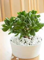 Cloud Farm Jade Healthy Plant for Indoor Decoration [CF741]