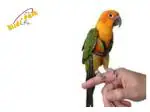 Birds' Park Sun Conure Belt (Sun Conure Harness)-Birds Harness Soft-Good for Free Flying SunConure