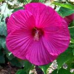 Cloud Farm Hybrid Pink Hibiscus Plant - 200 mm CF30048