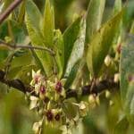 Kapebonavista Kapebonavista Antamul Damabuti Antamool Arkaparni Tylophora Indica Living Plant in Poly Bag