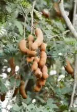 Cloud Farm Hybrid Thai Sweet Tamarind Plant - 200 mm CF70
