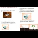 futaba PineApple Seed (100 per packet)