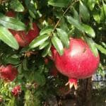 Cloud Farm Pomegranate Healthy Plant CF[00006]