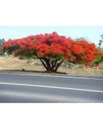 Afflorance Peacock Flower Tree Seeds