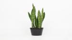 Corofitam Snake Plant snake plant