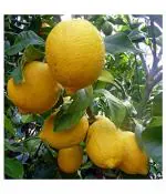 ONLINE PLANT BAZAR GANDHARAJ LEMON PLANT(PACK OF-1)