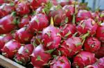 XOLDA Dragon fruit Seed (25 per packet)